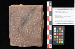 Foto (Objekt + Etikett) von Quercus palaeoilex Ettingshausen (NHMW-GEO-2024-0188-0747)